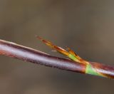 Elegia tectorum