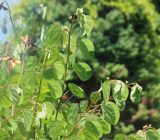 Bauhinia brachycarpa. Побеги (Bauhinia faberi Oliv.). Черноморское побережье Кавказа, г. Сочи, Дендрарий, в культуре. 7 июня 2016 г.