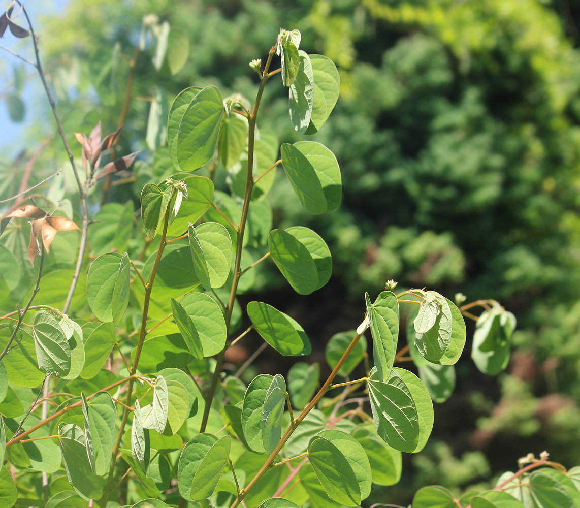 Изображение особи Bauhinia brachycarpa.