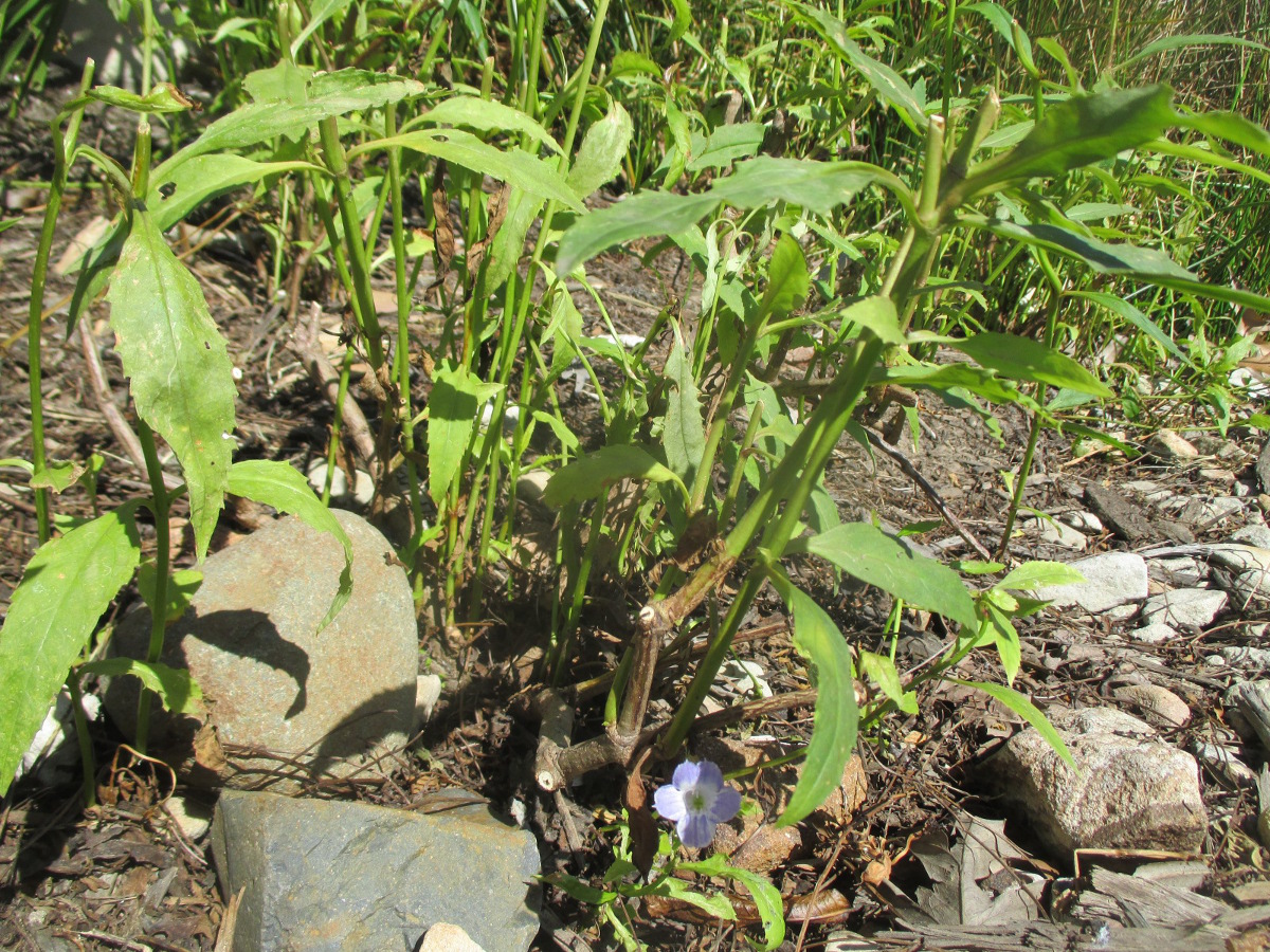 Image of Artanema fimbriatum specimen.