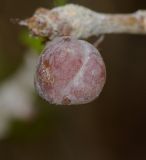 Commiphora gileadensis