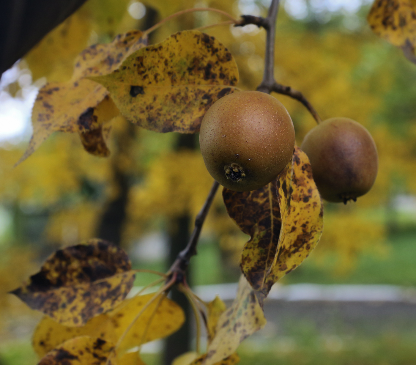 Изображение особи Pyrus ussuriensis.