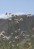 Limonium dichroanthum. Верхушки разветвленных цветоносов с доцветающими соцветиями. Кыргызстан, Нарынская обл., Ак-Талинский р-н, между пос. Байгончак и Угут; Внутренний Тянь-Шань, среднее течение р. Нарын, Нарынская котловина, денудационный шлейф северного макросклона хребта Байбиче-Тоо, долина реки Терек на последнем повороте перед выходом в долину Нарына, терраса под глинисто-известняковыми бедлендами (\"чапами\") из продуктов их эрозии; полынно-однолетнесолянковая пустыня на автоморфном солончаке, выс. 1707 м н.у.м. 31 июля 2017 г.