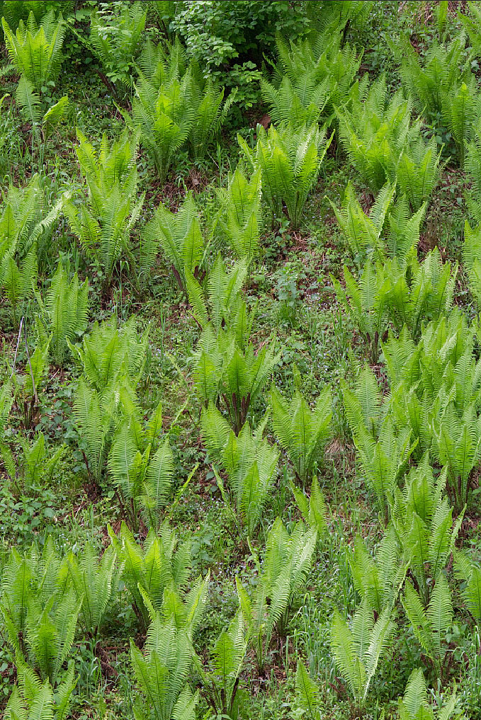 Image of Matteuccia struthiopteris specimen.