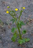 genus Ranunculus. Цветущее растение. Республика Алтай, Шебалинский р-н, окр. с. Камлак, берег р. Семы. 20.05.2017.