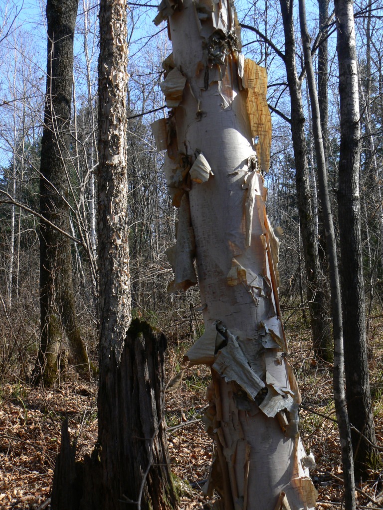 Изображение особи Betula costata.