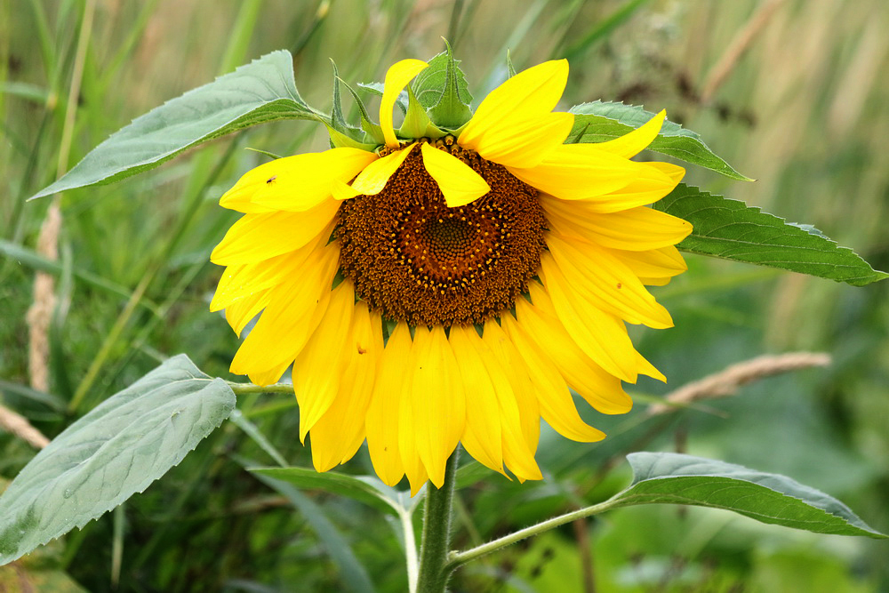 Image of Helianthus annuus specimen.