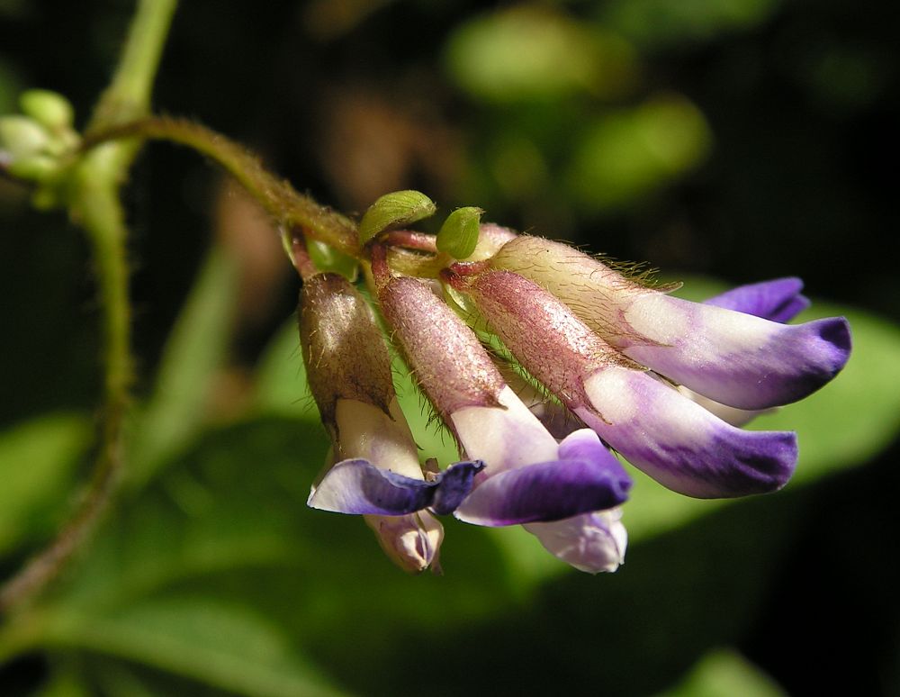 Изображение особи Amphicarpaea japonica.