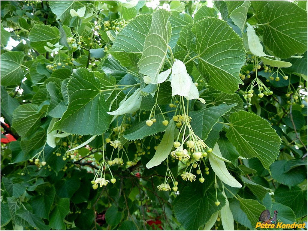 Image of Tilia platyphyllos specimen.