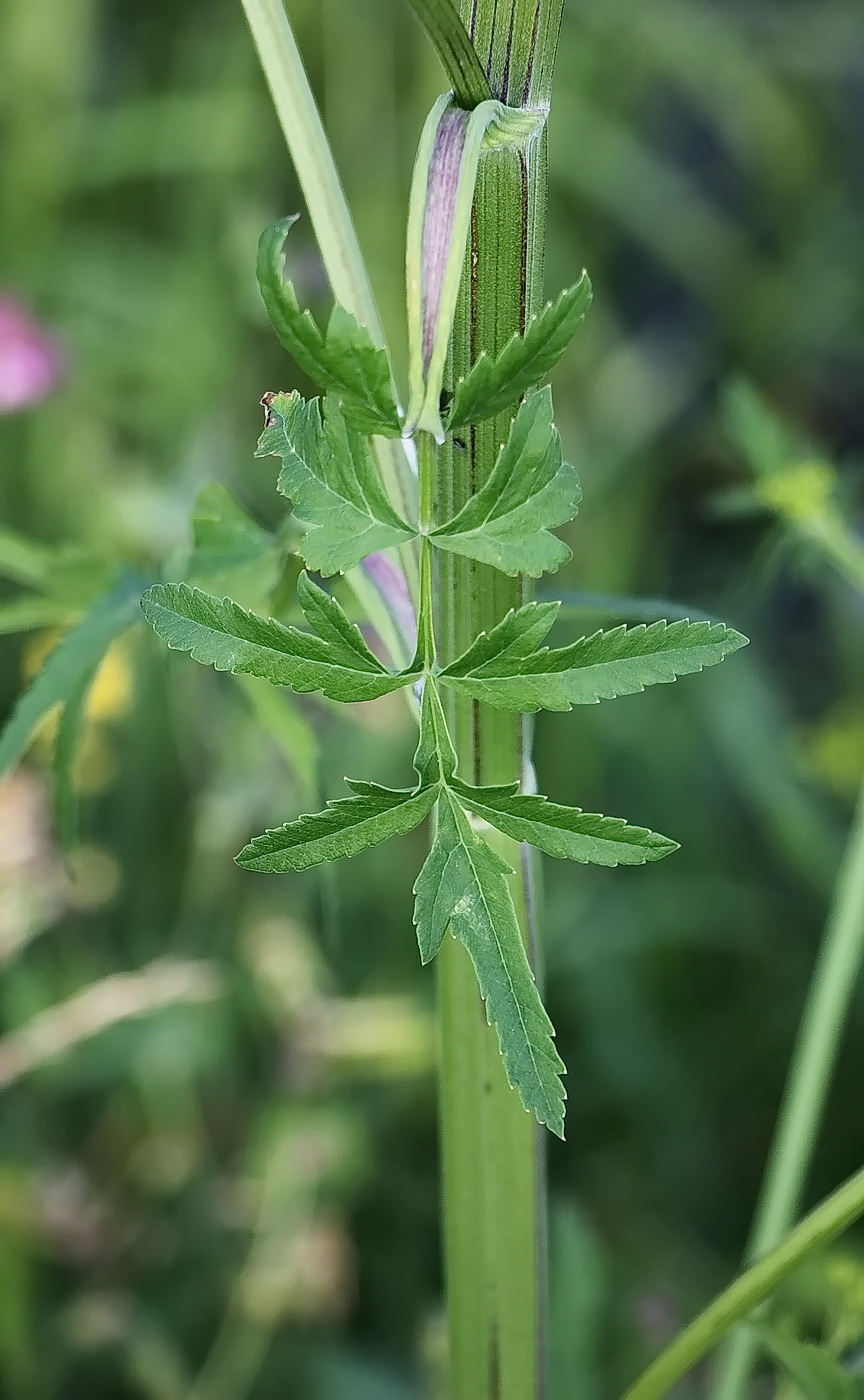 Изображение особи Pastinaca sativa.