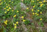Anemonidium richardsonii. Цветущие растения. Чукотка, побережье бухты Провидения. 22.07.2011.