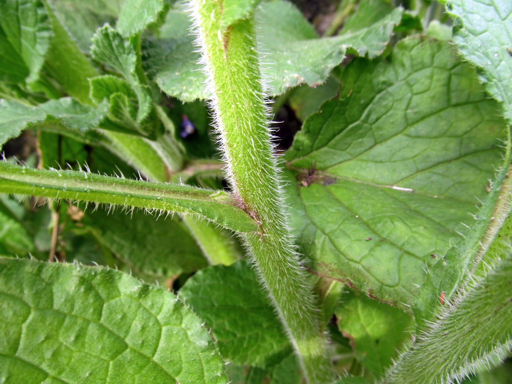 Изображение особи Borago officinalis.