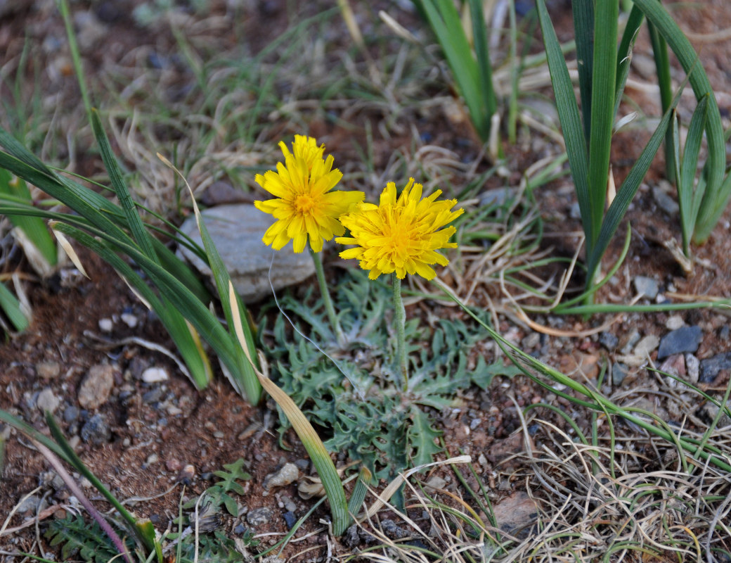 Image of Crepis crocea specimen.