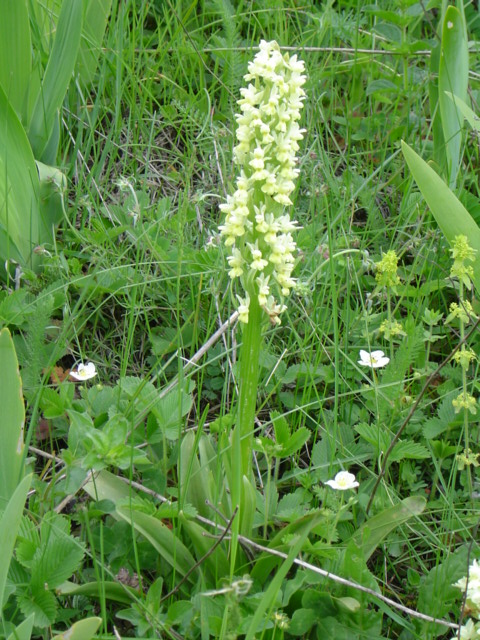 Image of Dactylorhiza romana ssp. georgica specimen.