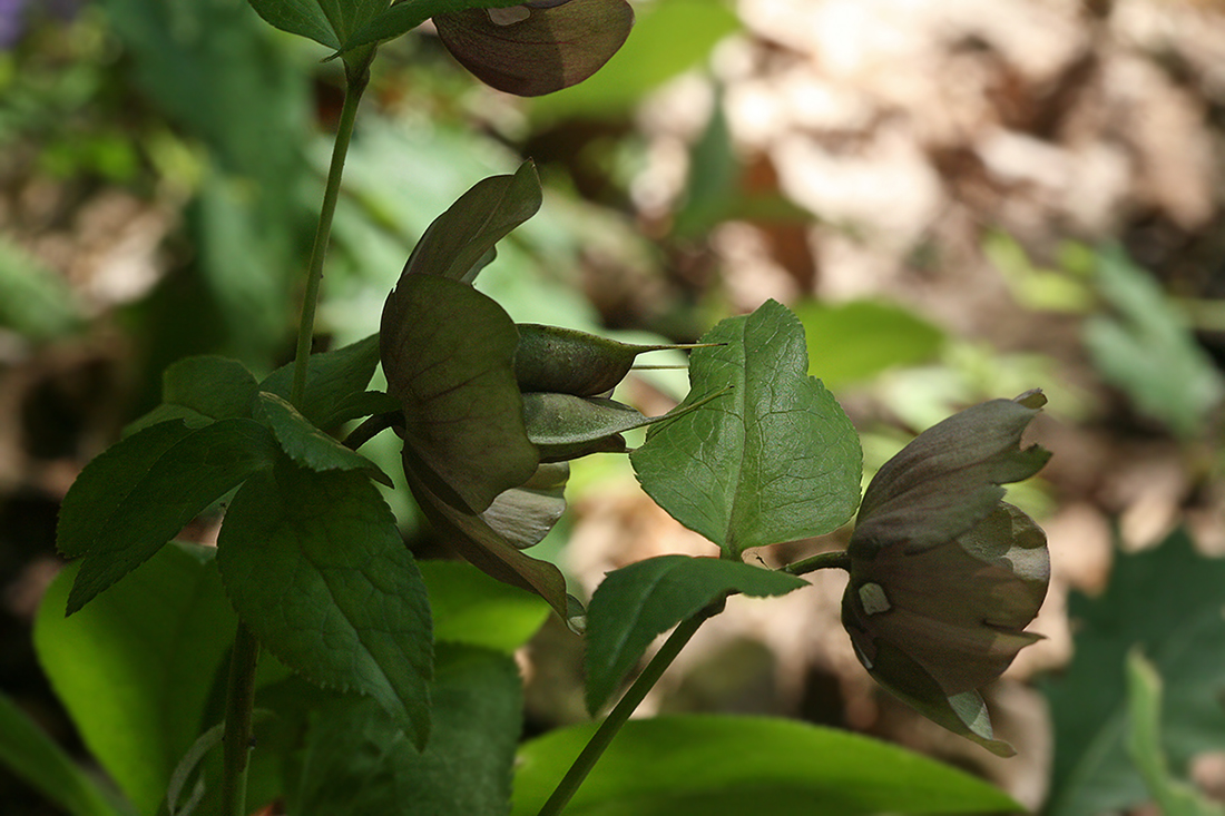 Изображение особи Helleborus orientalis.