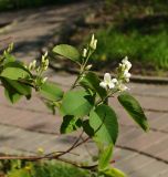 род Amelanchier. Веточка с нераскрывшимися и раскрывшимся соцветиями. Восточный Казахстан, г. Усть-Каменогорск, парк Жастар, в культуре. 05.05.2017.