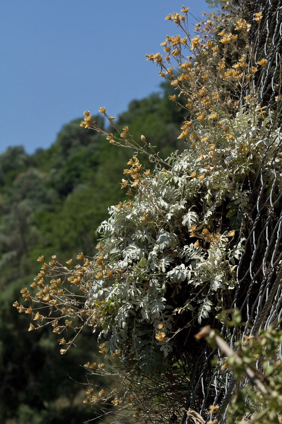 Изображение особи Centaurea argentea.