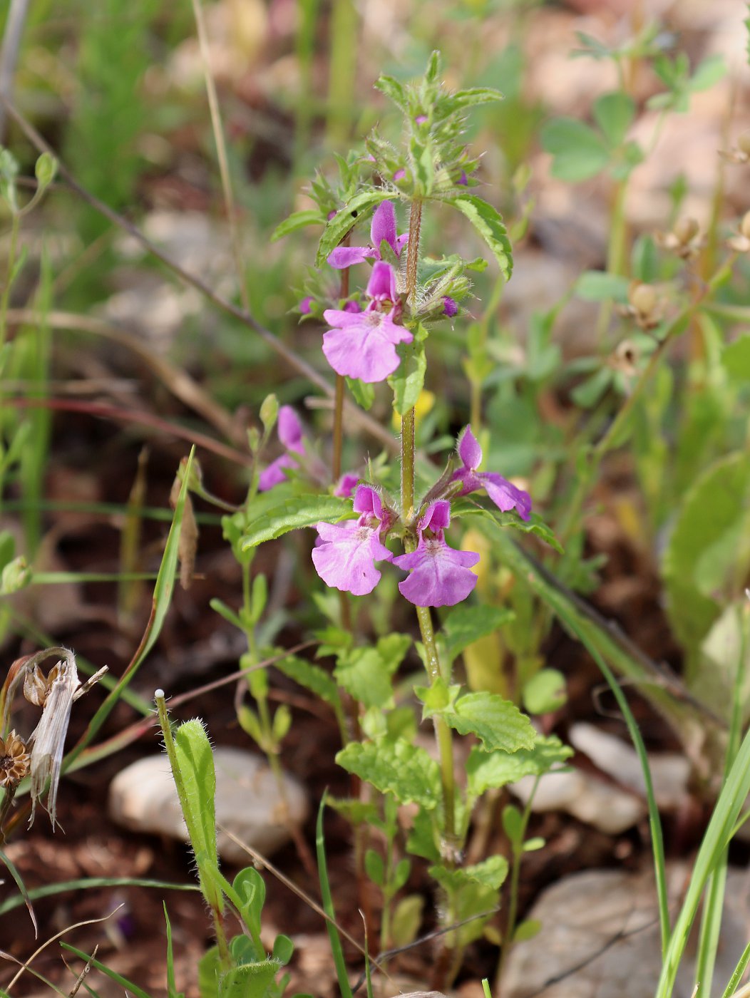 Image of Stachys arabica specimen.