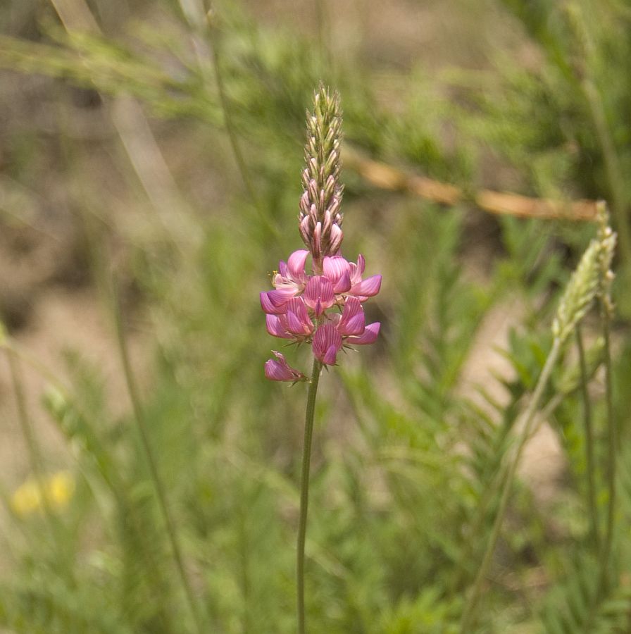 Image of genus Onobrychis specimen.