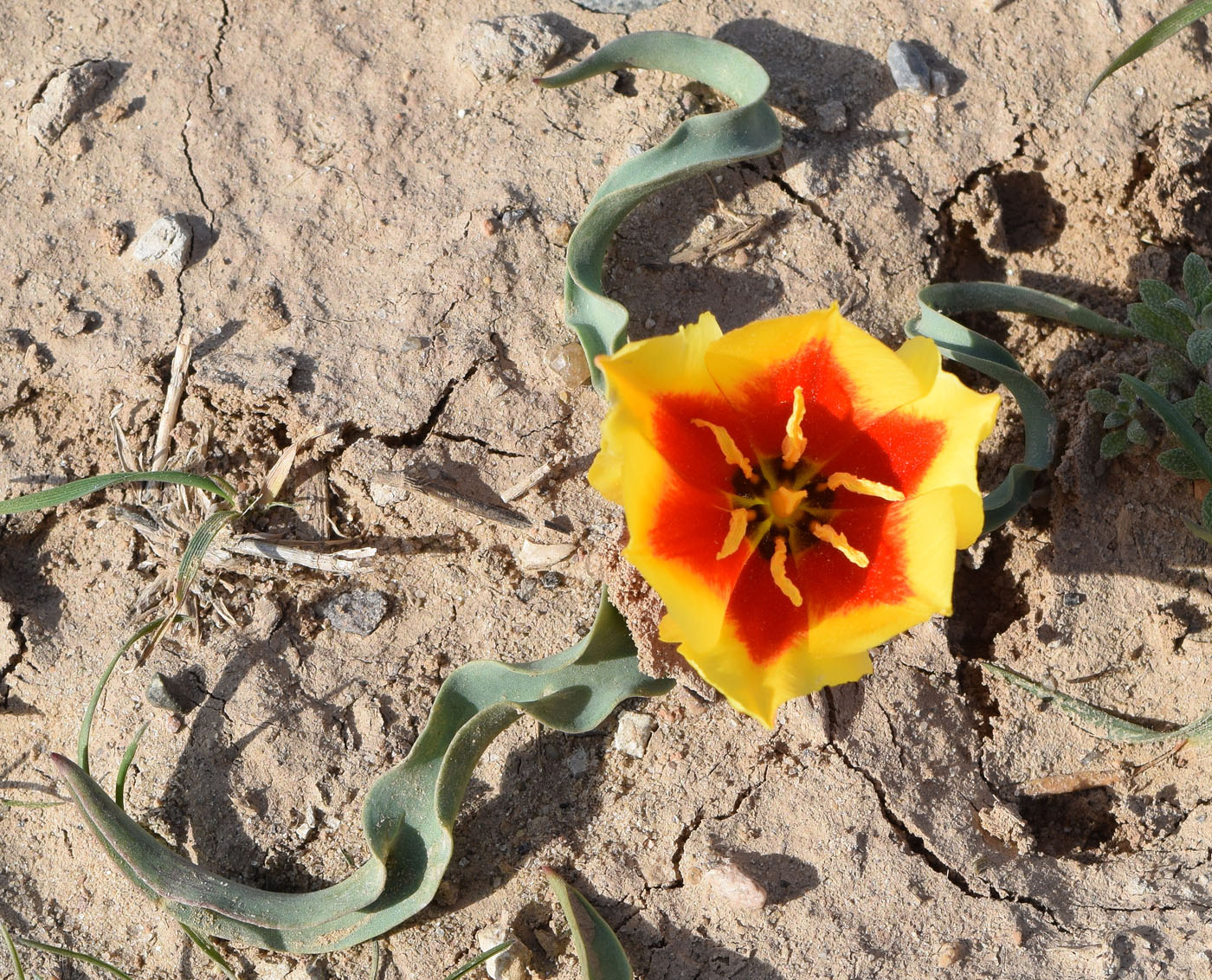 Image of Tulipa korolkowii specimen.