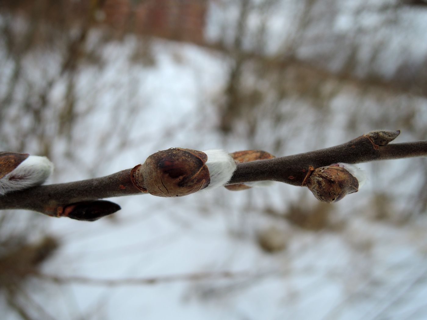 Изображение особи Salix caprea.