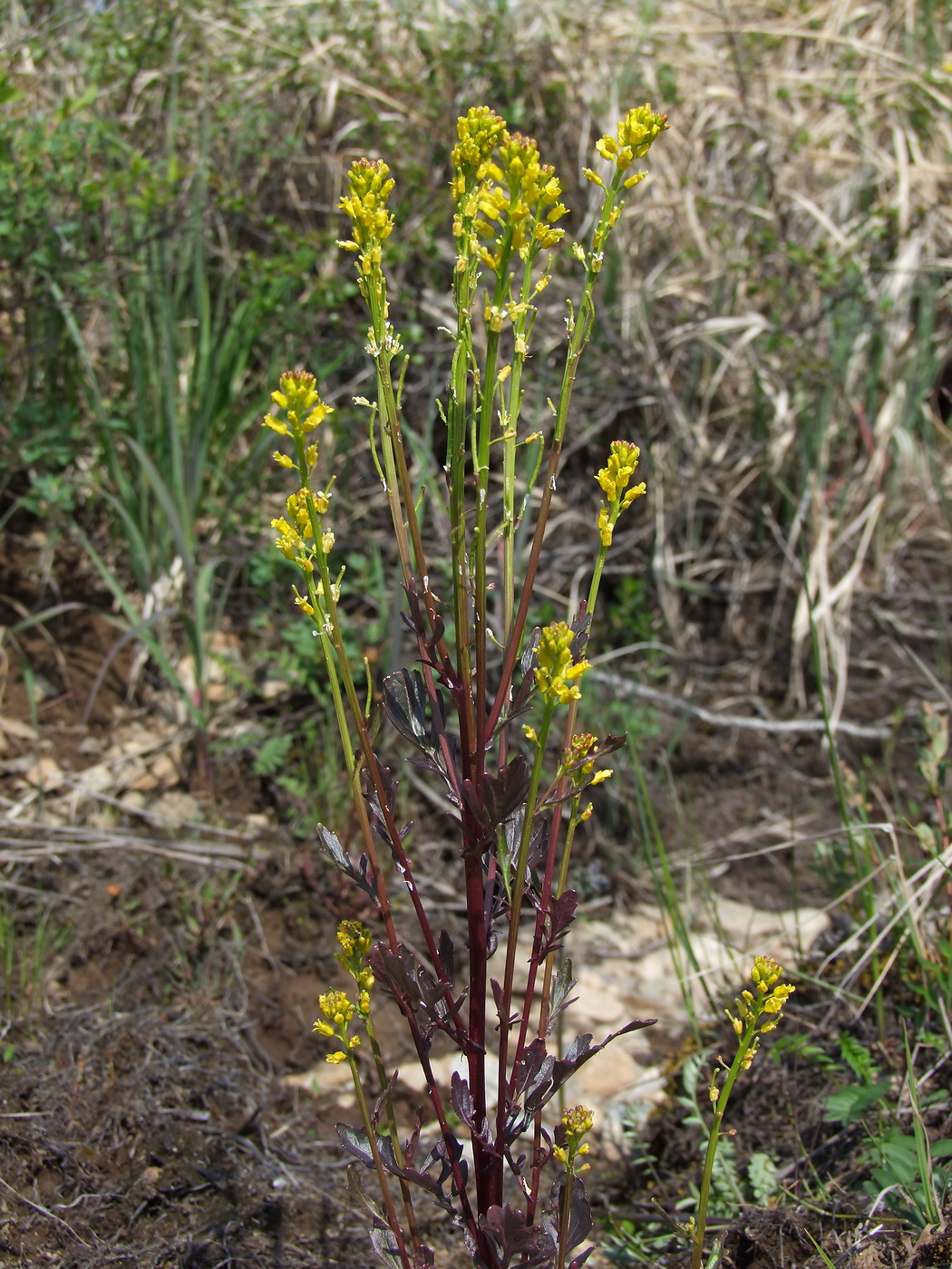 Image of Barbarea orthoceras specimen.