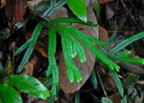 Selaginella intermedia
