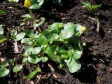 Ficaria verna