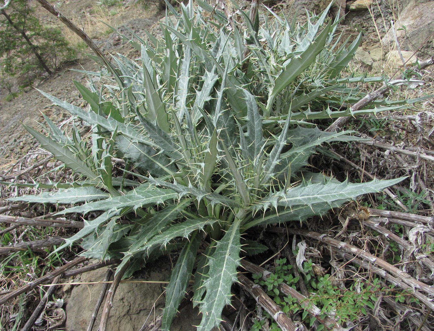 Изображение особи Cirsium argillosum.