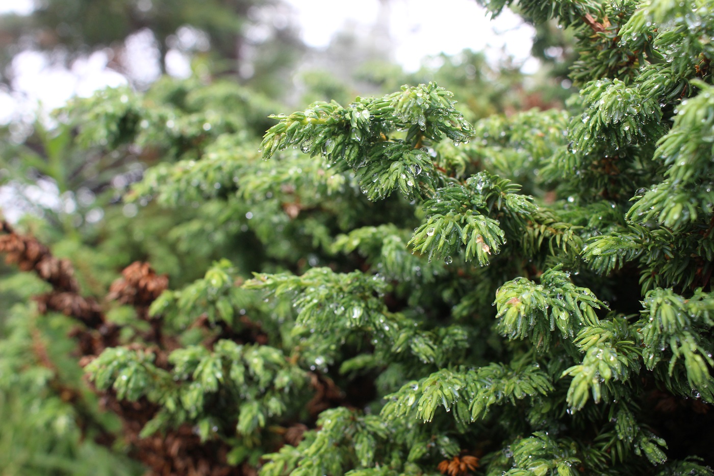 Image of Juniperus sibirica specimen.