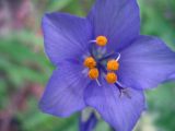 Polemonium caucasicum