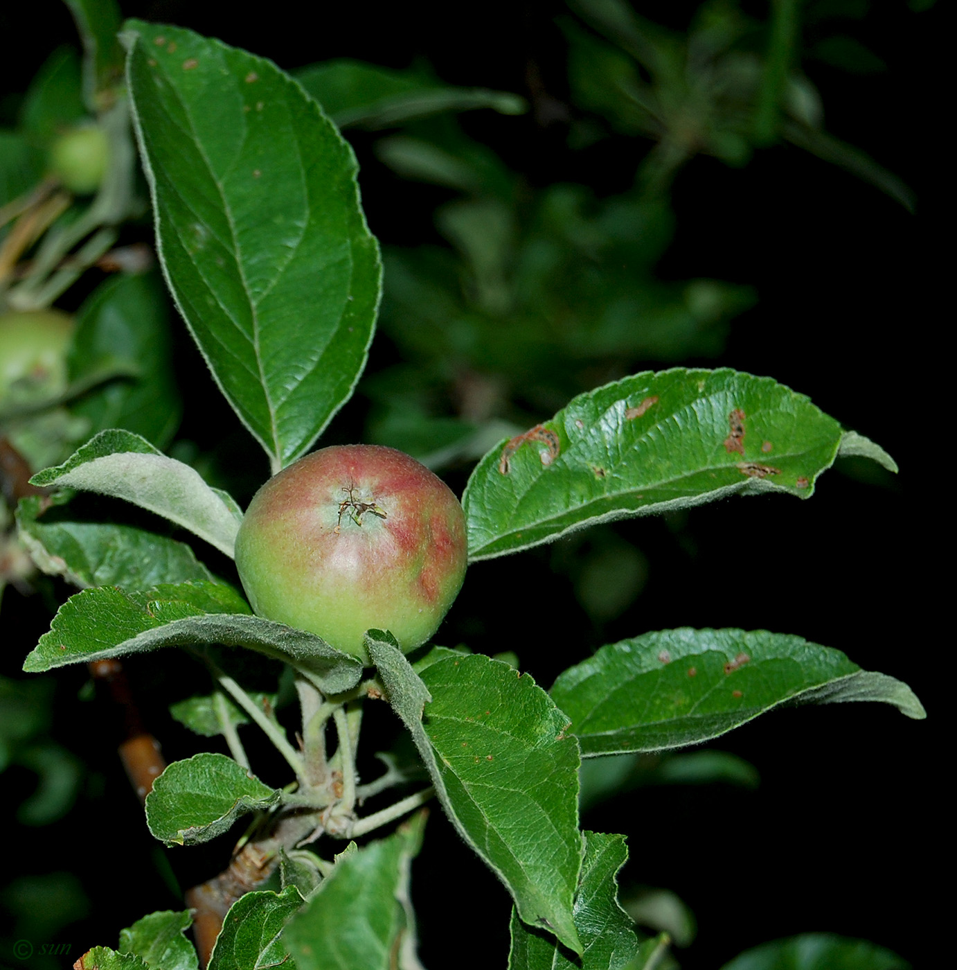 Image of Malus domestica specimen.