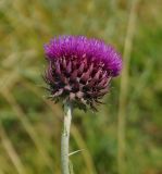Carduus thoermeri