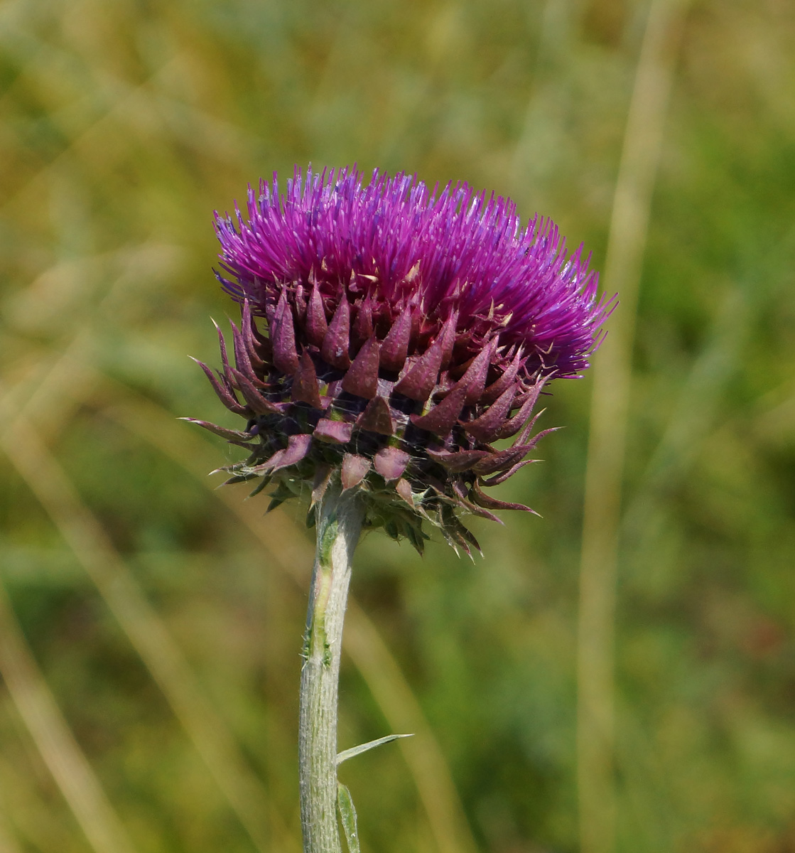 Image of Carduus thoermeri specimen.