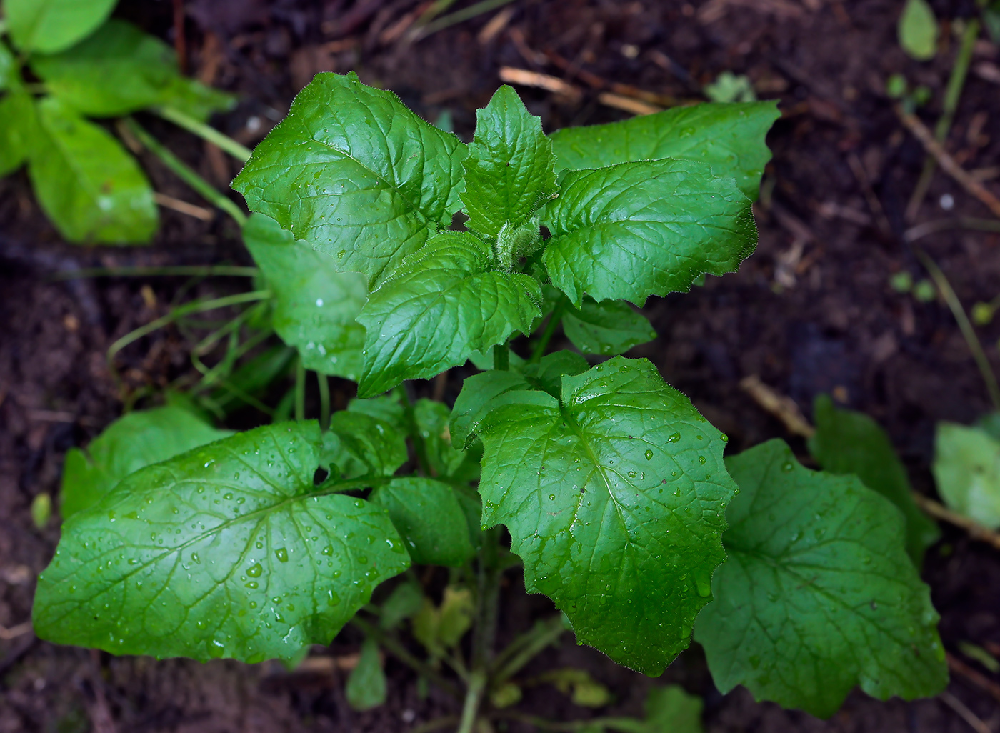 Изображение особи Lapsana communis.