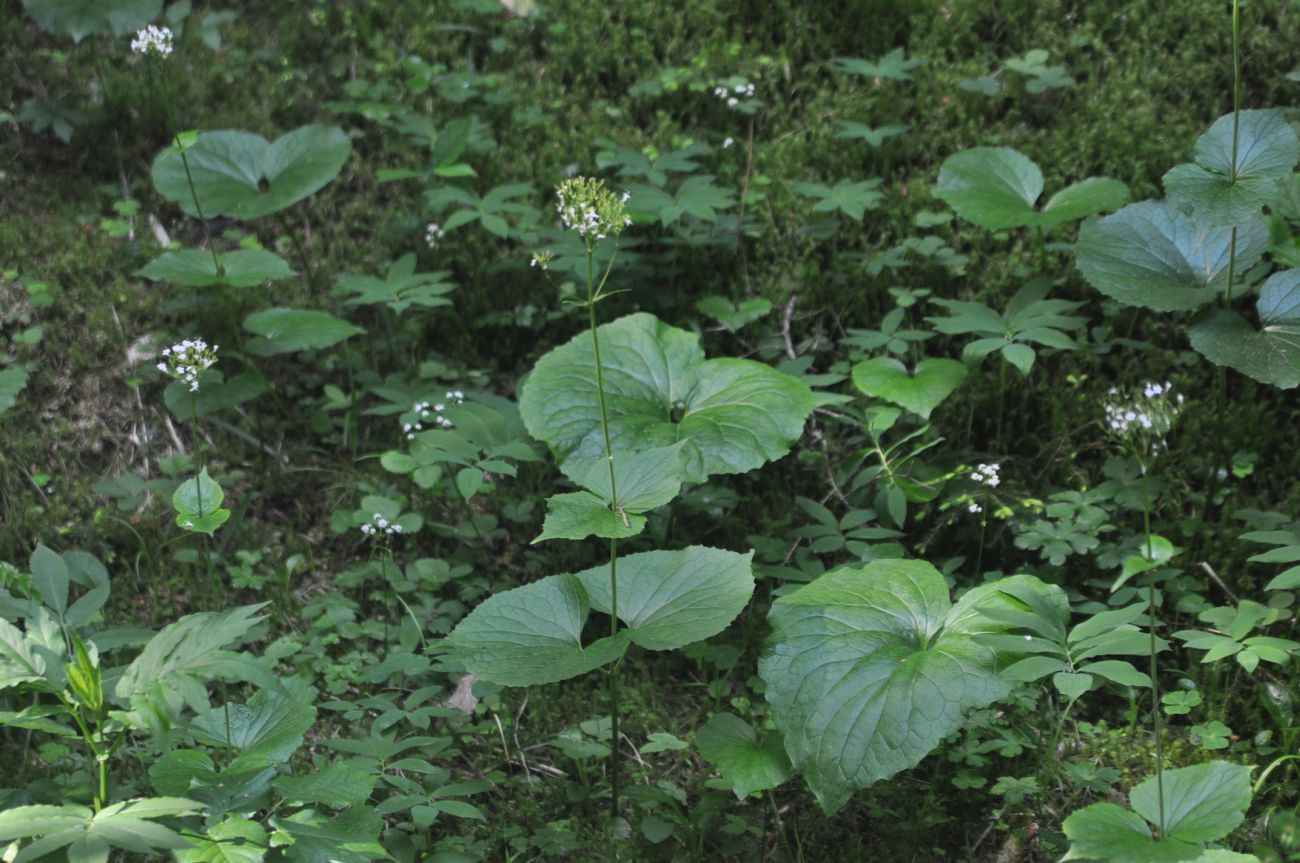 Изображение особи Valeriana tiliifolia.