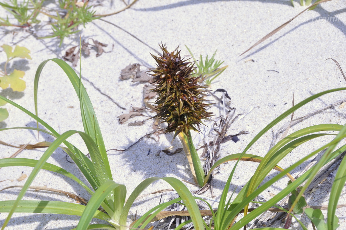 Image of Carex macrocephala specimen.