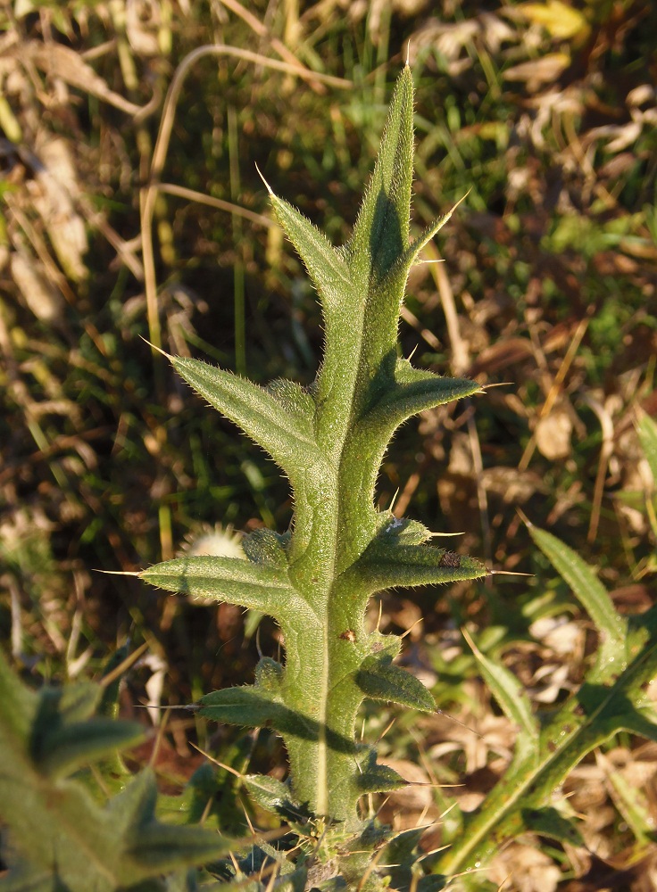 Image of Cirsium laniflorum specimen.