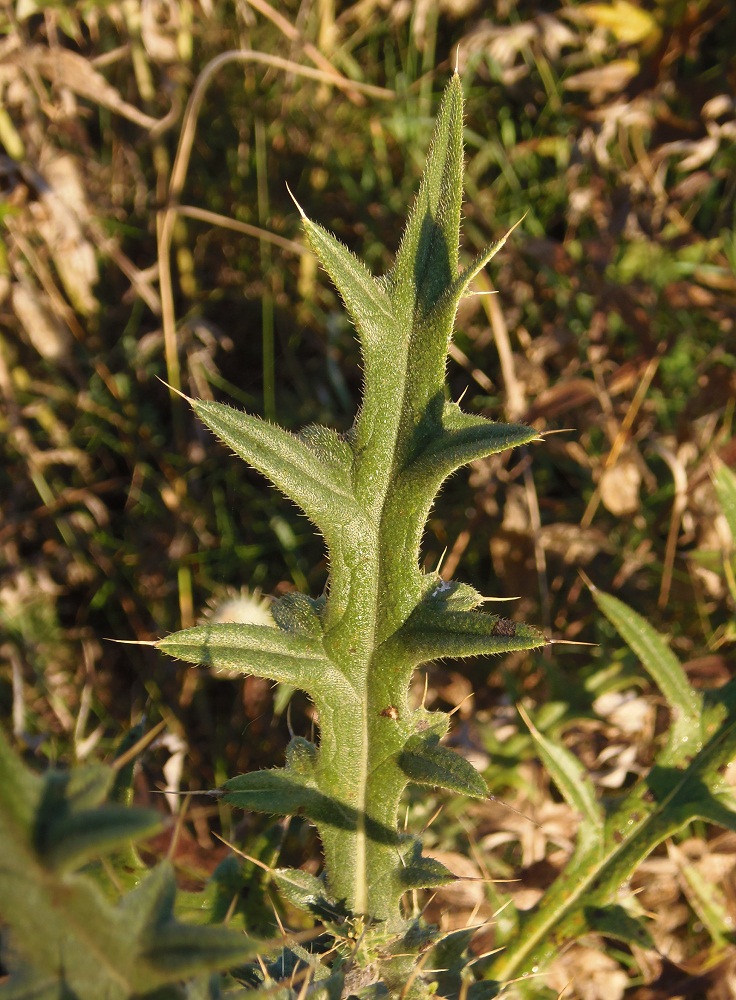 Изображение особи Cirsium laniflorum.