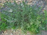 Artemisia campestris