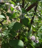 Mentha &times; verticillata