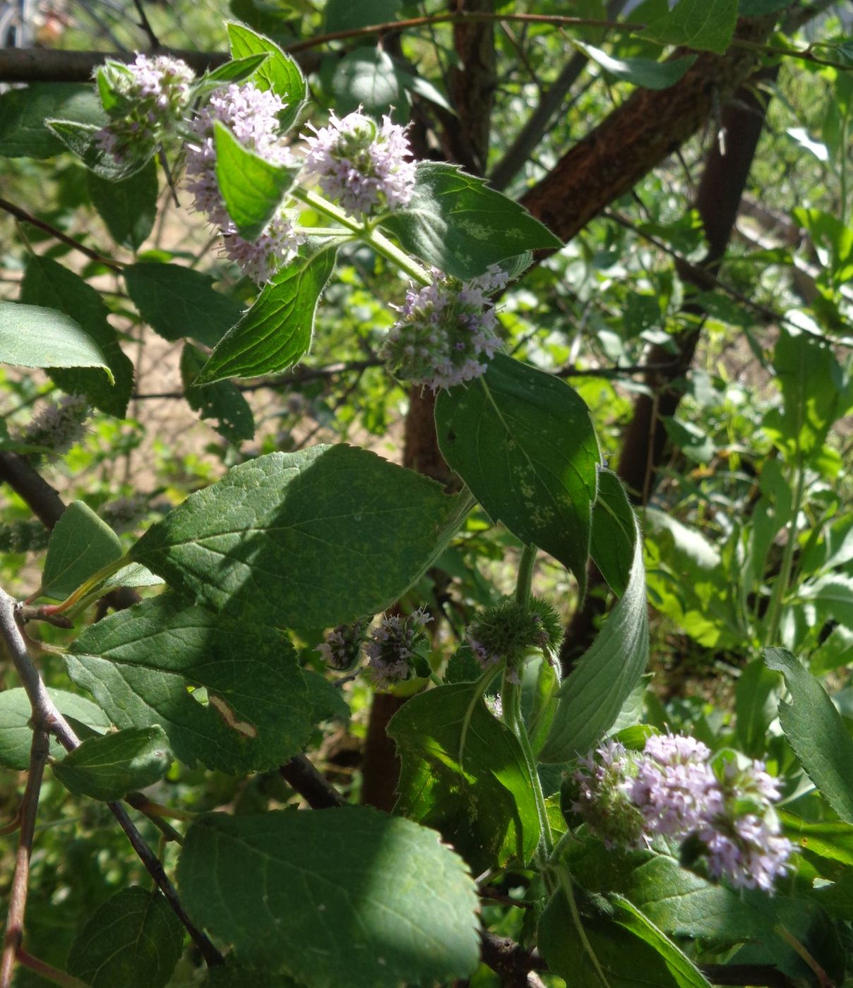 Image of Mentha × verticillata specimen.