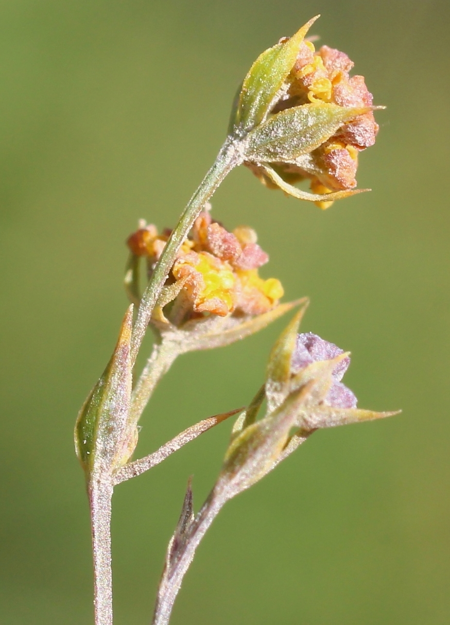 Image of Bupleurum brachiatum specimen.