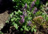 Corydalis lacrimuli-cuculi