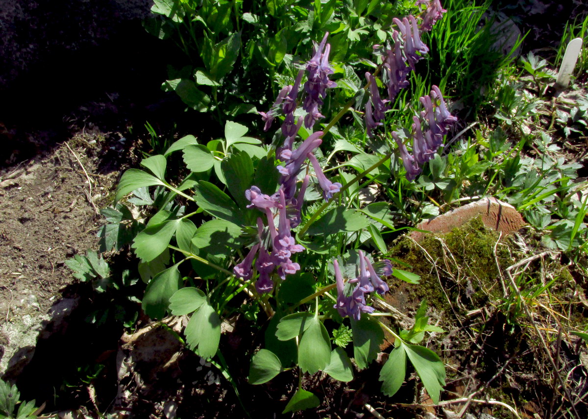 Image of Corydalis lacrimuli-cuculi specimen.