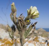 Potentilla astracanica