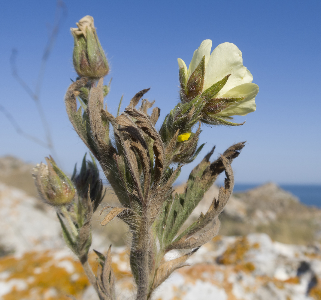 Изображение особи Potentilla astracanica.