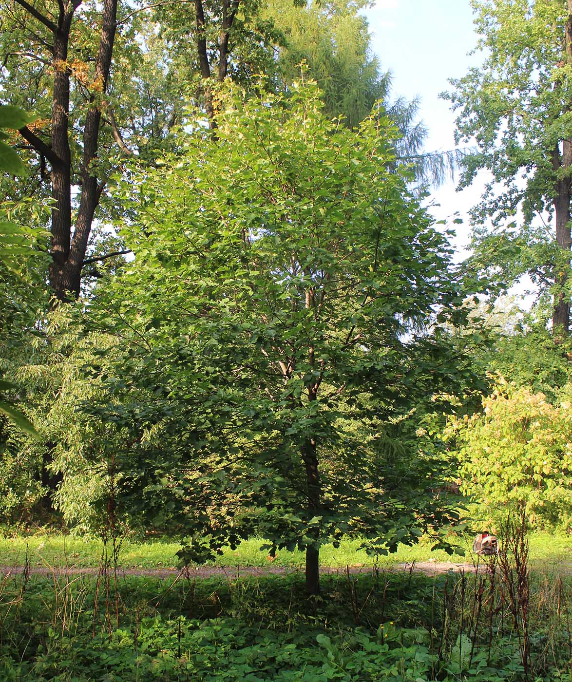 Изображение особи Sorbus torminalis.