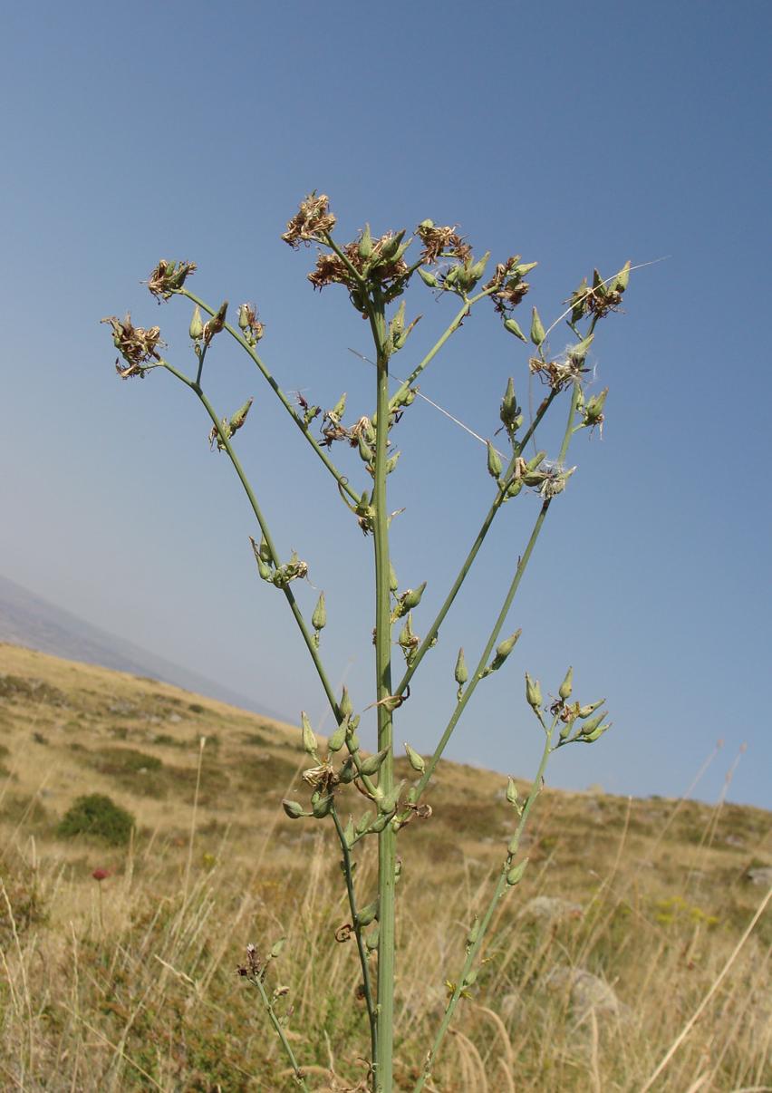 Изображение особи Lactuca wilhelmsiana.