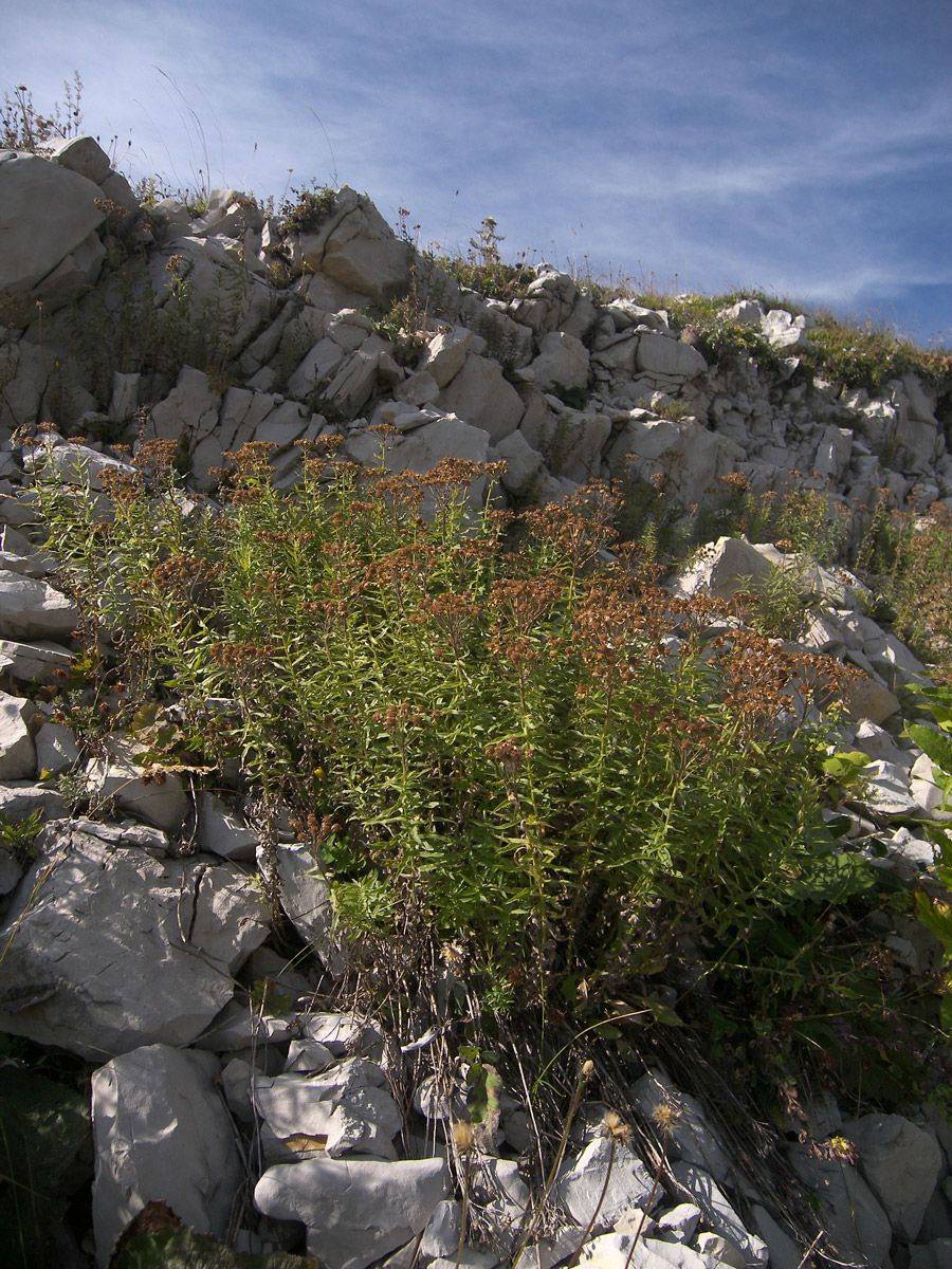 Image of Achillea biserrata specimen.